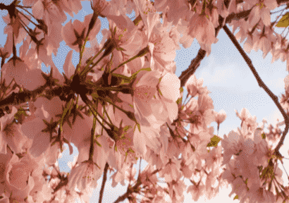 樱花季与樱花经济