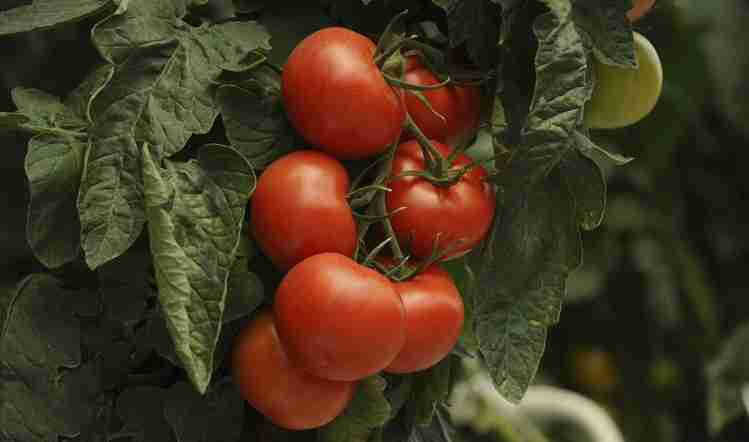 迷迭香和番茄提取物可保护眼睛健康