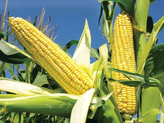 玉米淀粉市场迅速扭转，该公司每天上涨4次