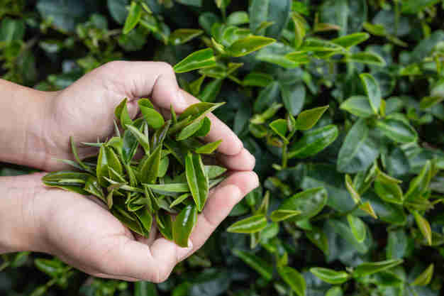 绿茶提取物可抑制HIV反弹